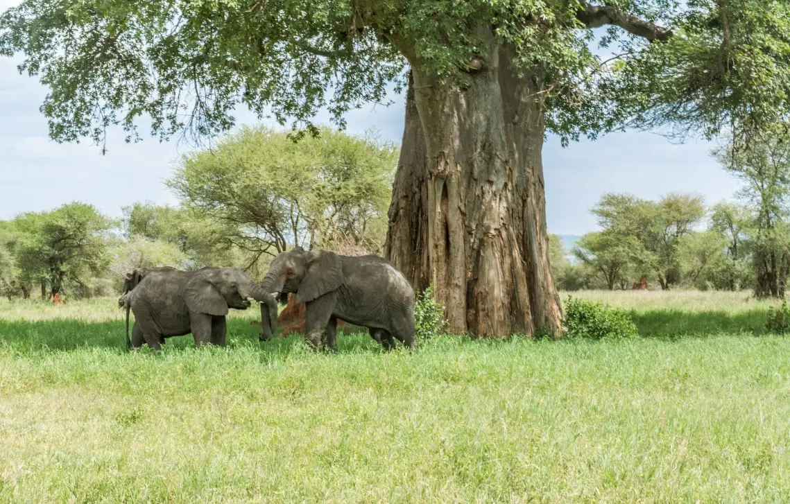 バオバブとゾウ